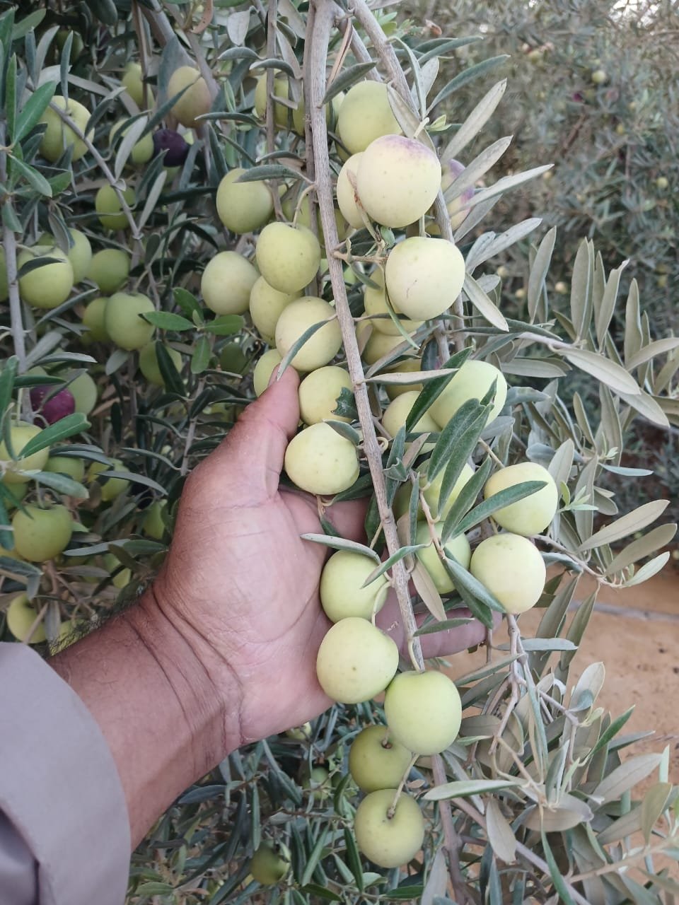 براند للأسمدة: أهمية تحليل عينات التربة والنبات لتحقيق إنتاجية أعلى