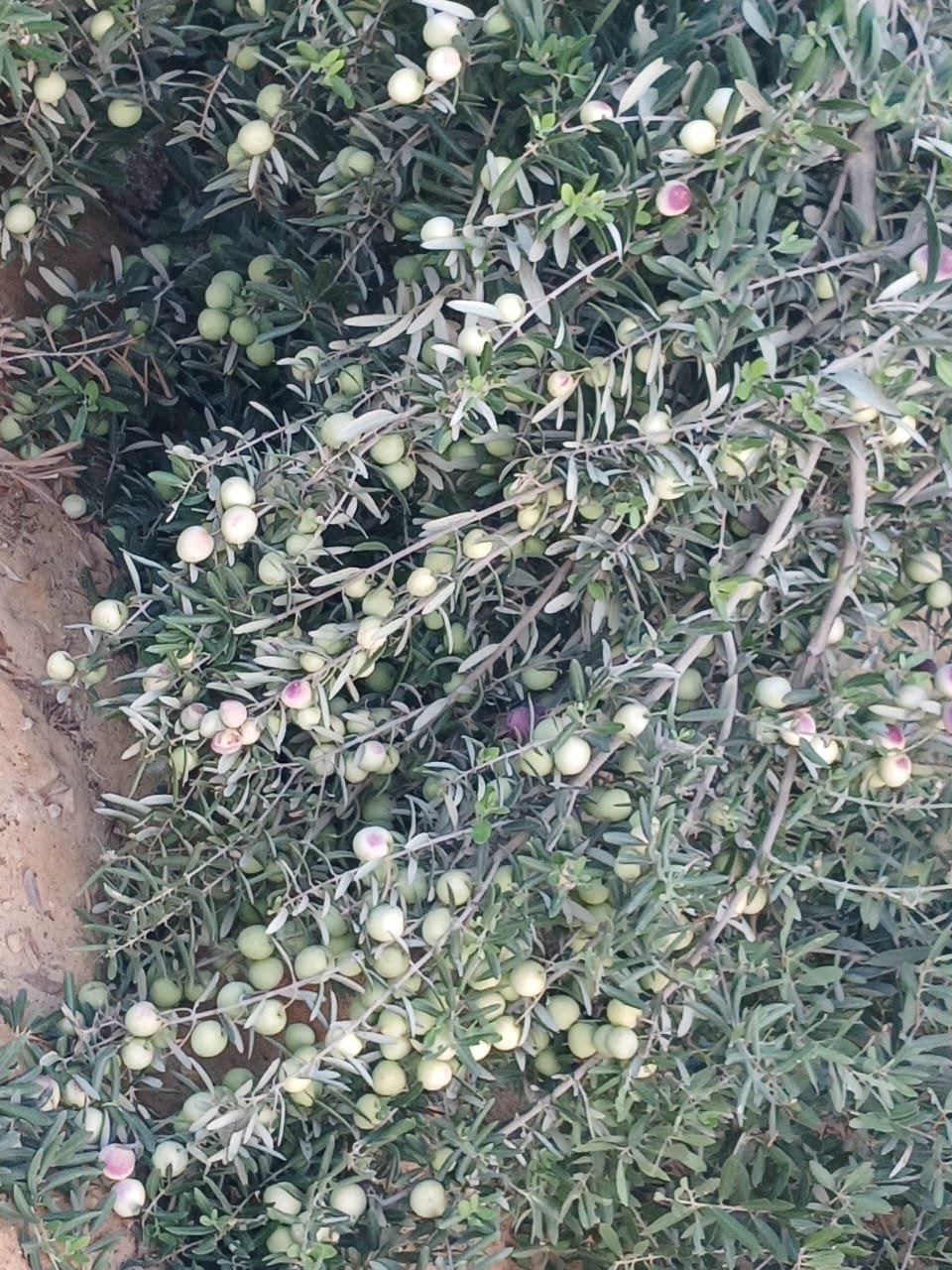 جرين براند للأسمدة: دليل شامل لاختيار الأسمدة الزراعية عالية الجودة